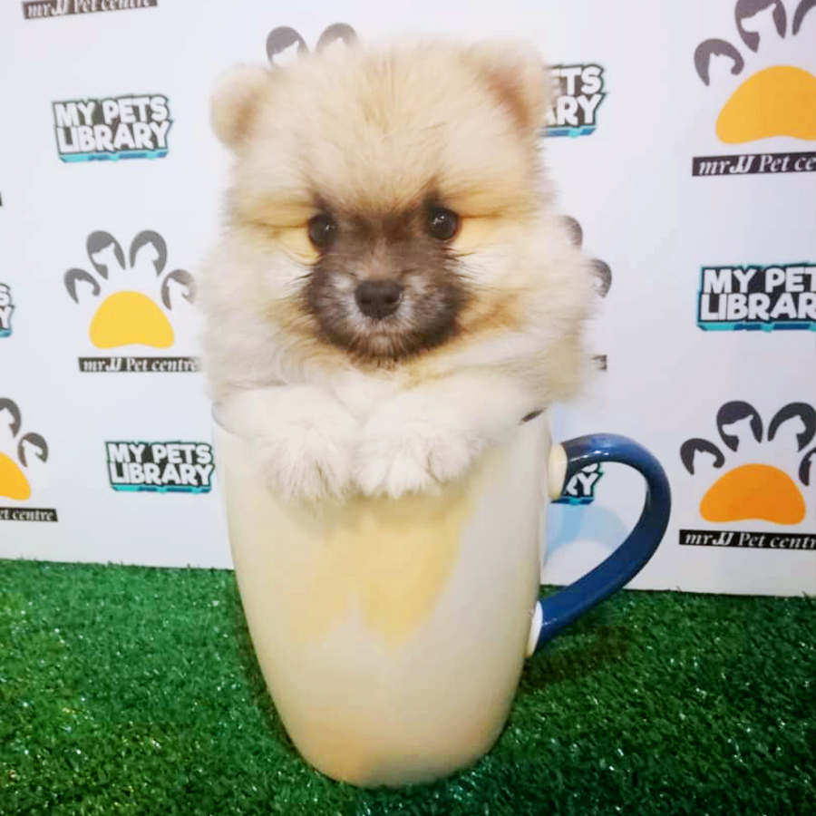 Sable Teacup Pomeranian Puppy (Female) For Sale
