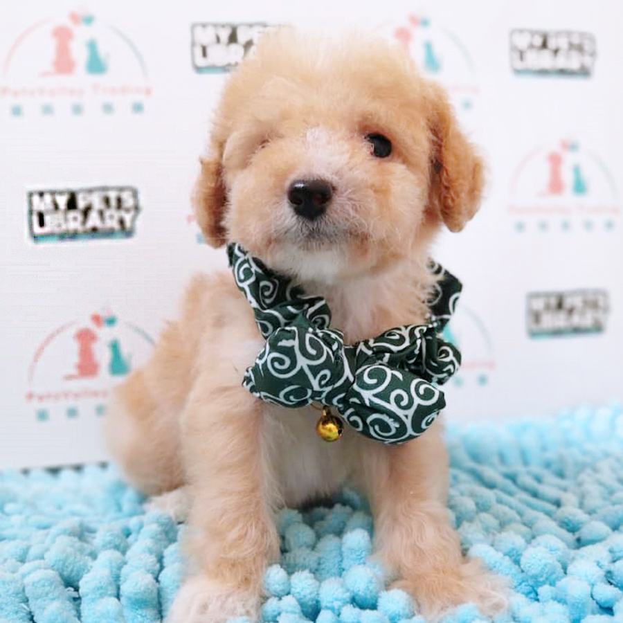 Cream Toy Poodle Puppy (Male) For Sale
