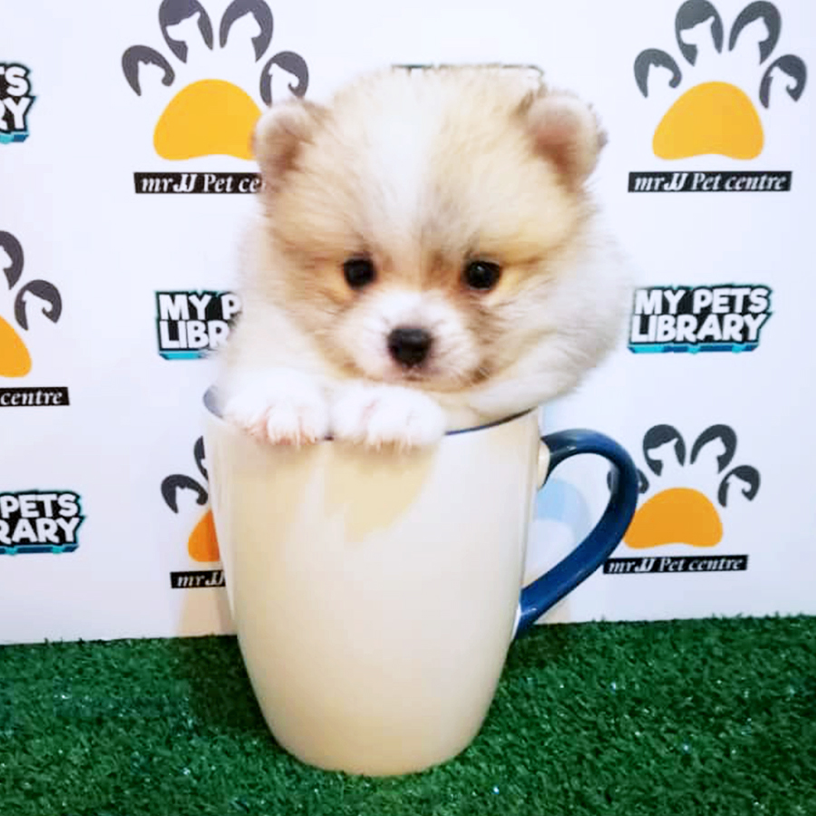 Parti Colour Teacup Pomeranian Puppy (Female) For Sale