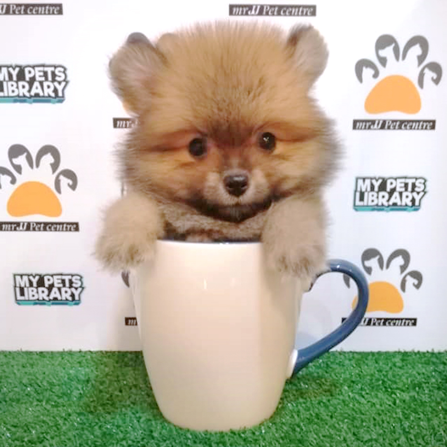 Mini Pomeranian Puppy (Female) For Sale