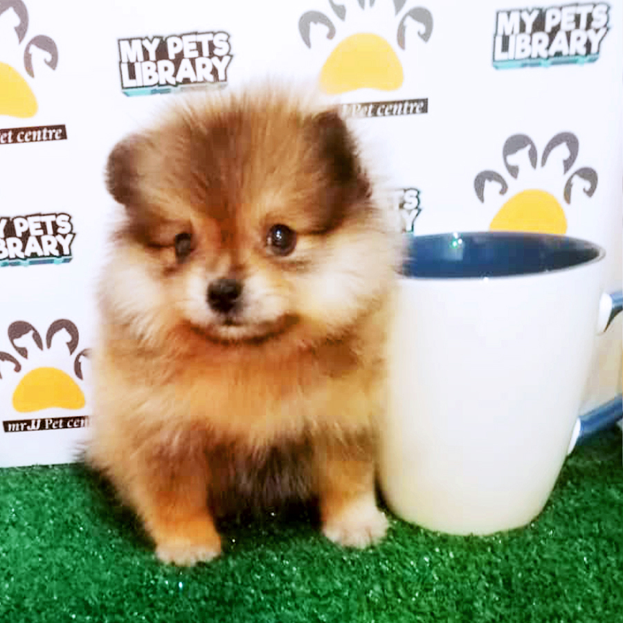 Sable Brown Teacup Pomeranian Puppy (Female) For Sale