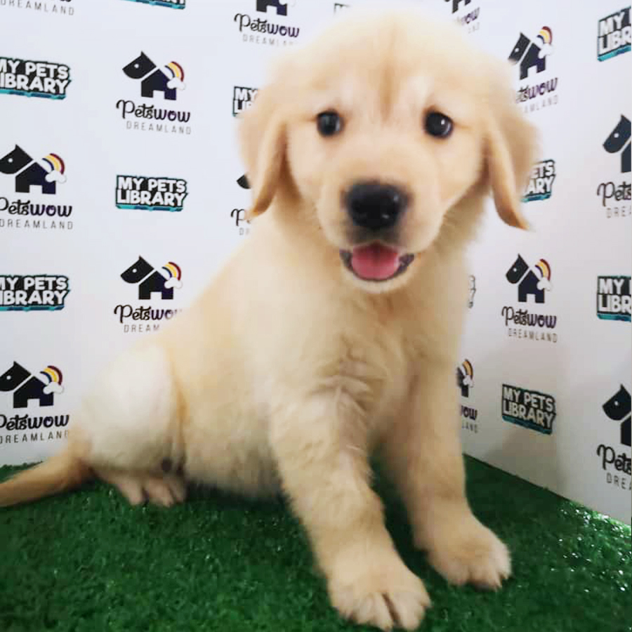 Golden Retriever Puppy (Female) For Sale