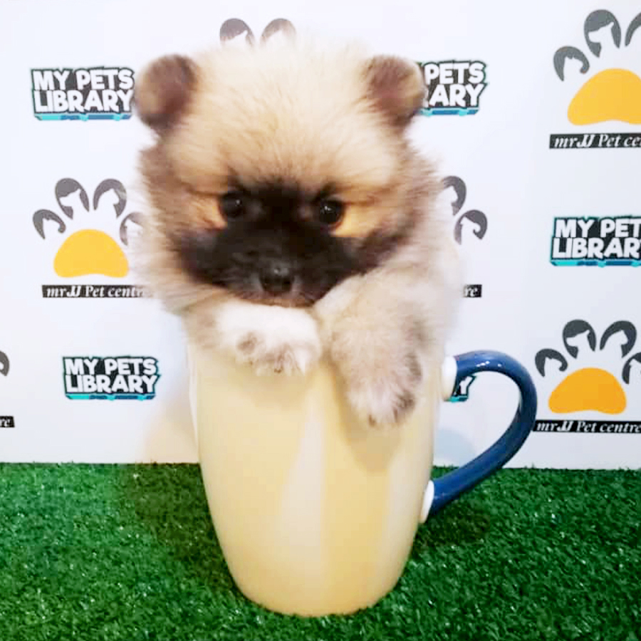 Teacup Pomeranian Puppy (Female) For Sale