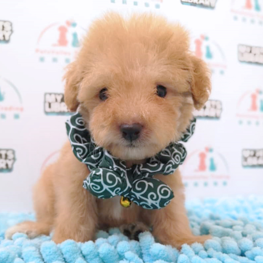 Brown Toy Poodle Puppy (Male) For Sale