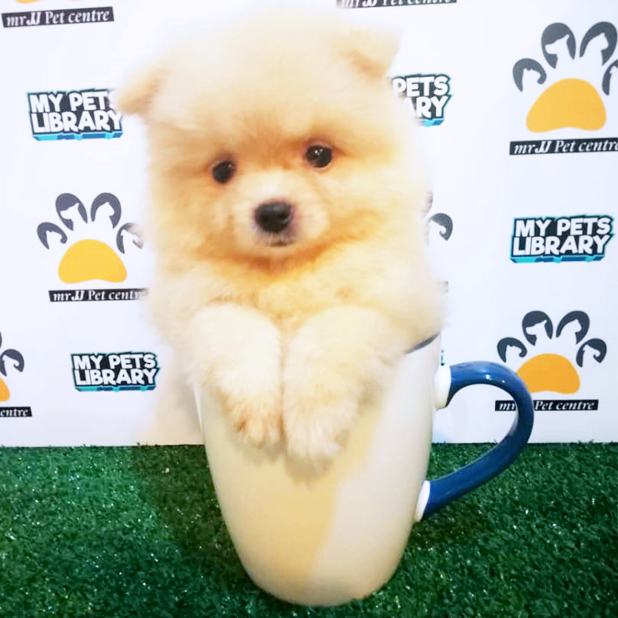 Orange Teacup Pomeranian Puppy (Female) For Sale