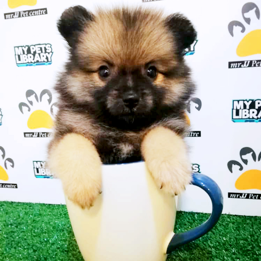 Sable Brown Teacup Pomeranian Puppy (Female) For Sale