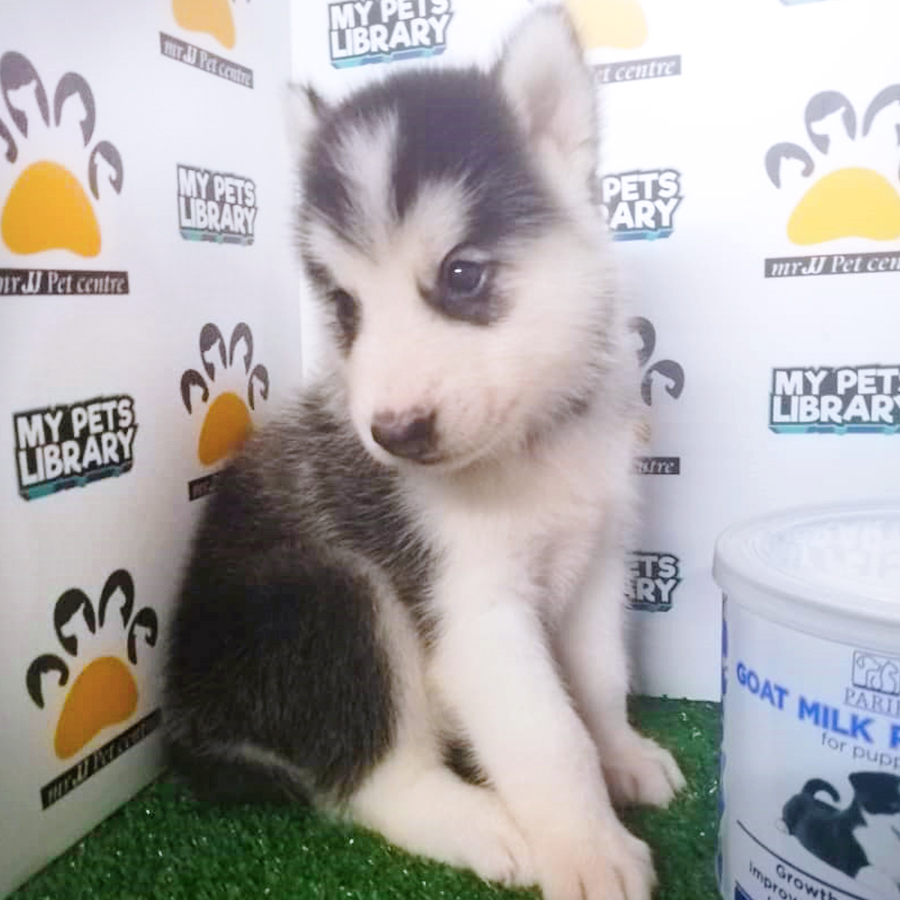 Siberian Husky Puppy (Male) For Sale