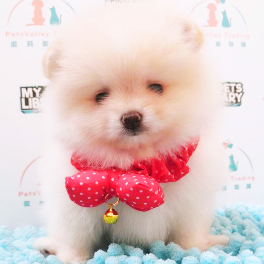 Cream Tiny Pomeranian Puppy (Female) For Sale