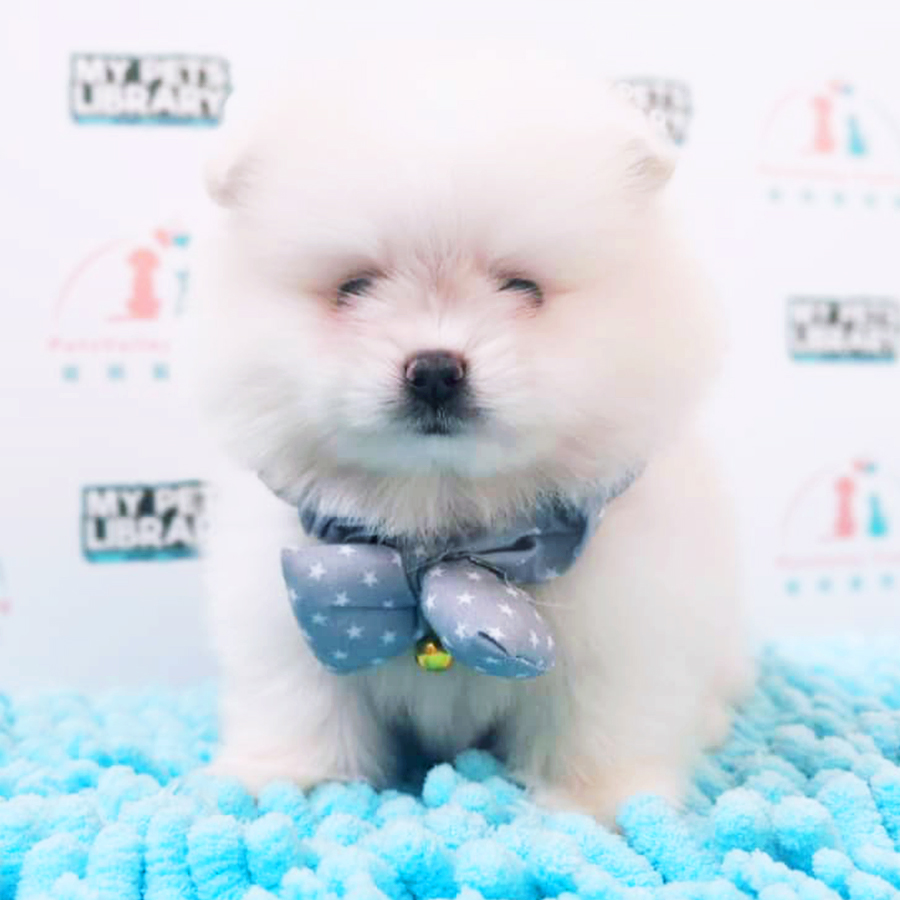 White Tiny Pomeranian Puppy (Male) For Sale