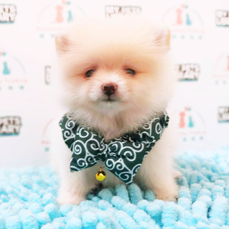 Cream Tiny Pomeranian Puppy (Female) For Sale