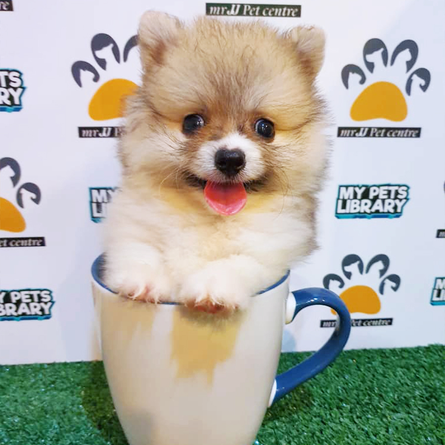 Sable Teacup Pomeranian Puppy (Female) For Sale