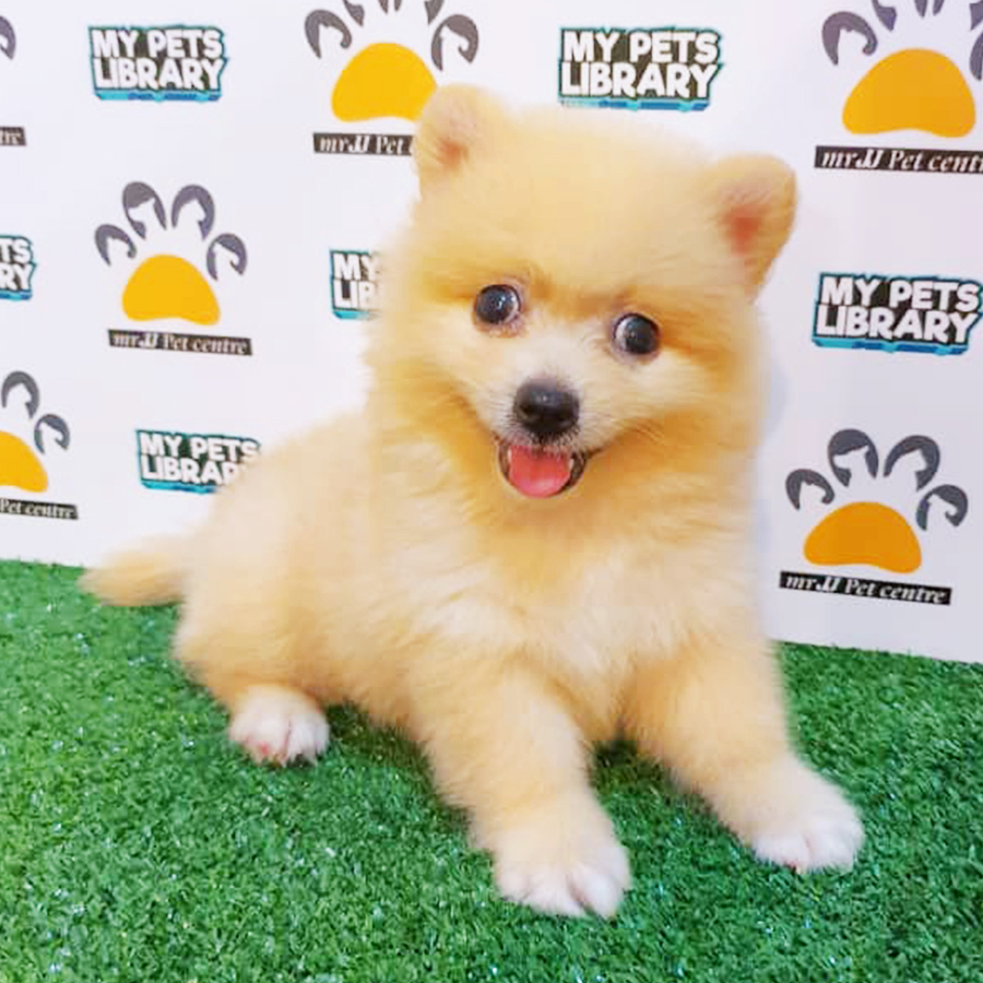 Orange Pomeranian Puppy (Male) For Sale