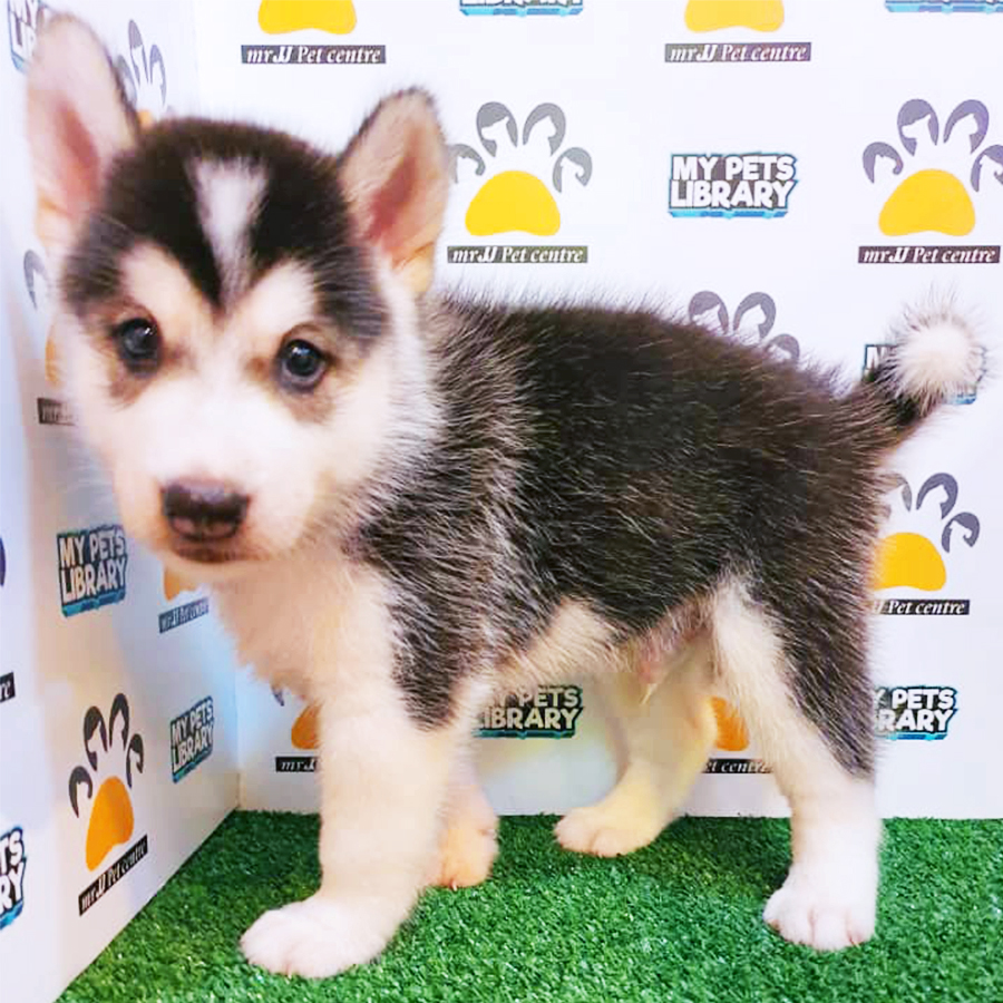 Siberian Husky Puppy (Male) For Sale