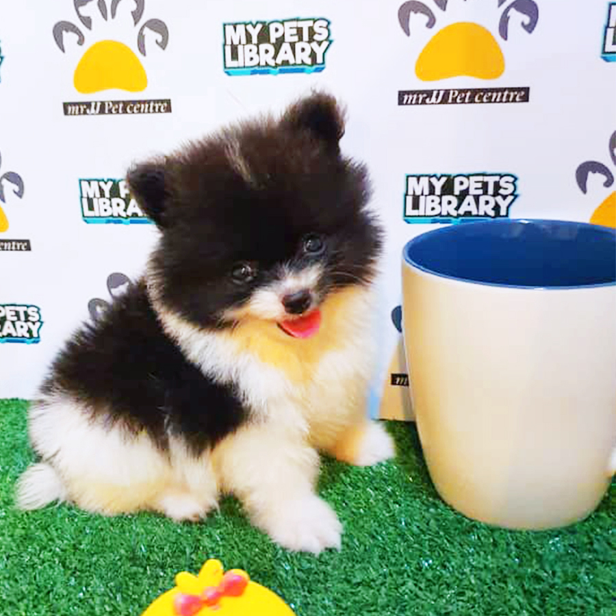 Black & White Teacup Pomeranian Puppy (Male) For Sale