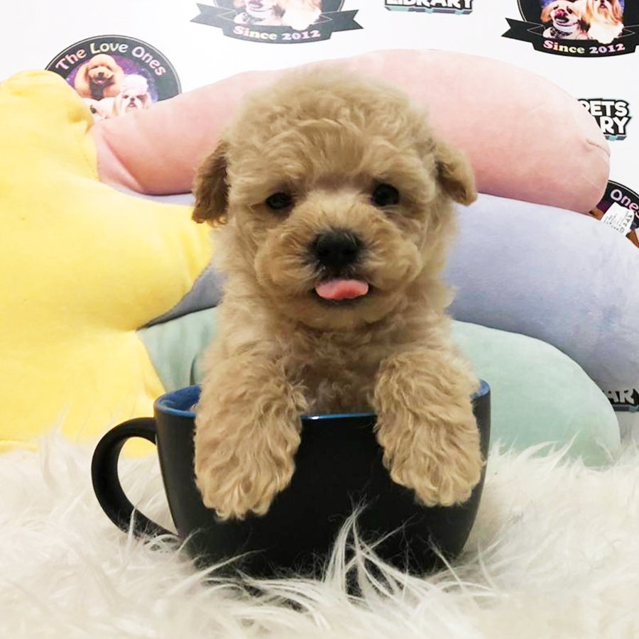 Light Brown Tiny Teacup Poodle (Female) For Sale