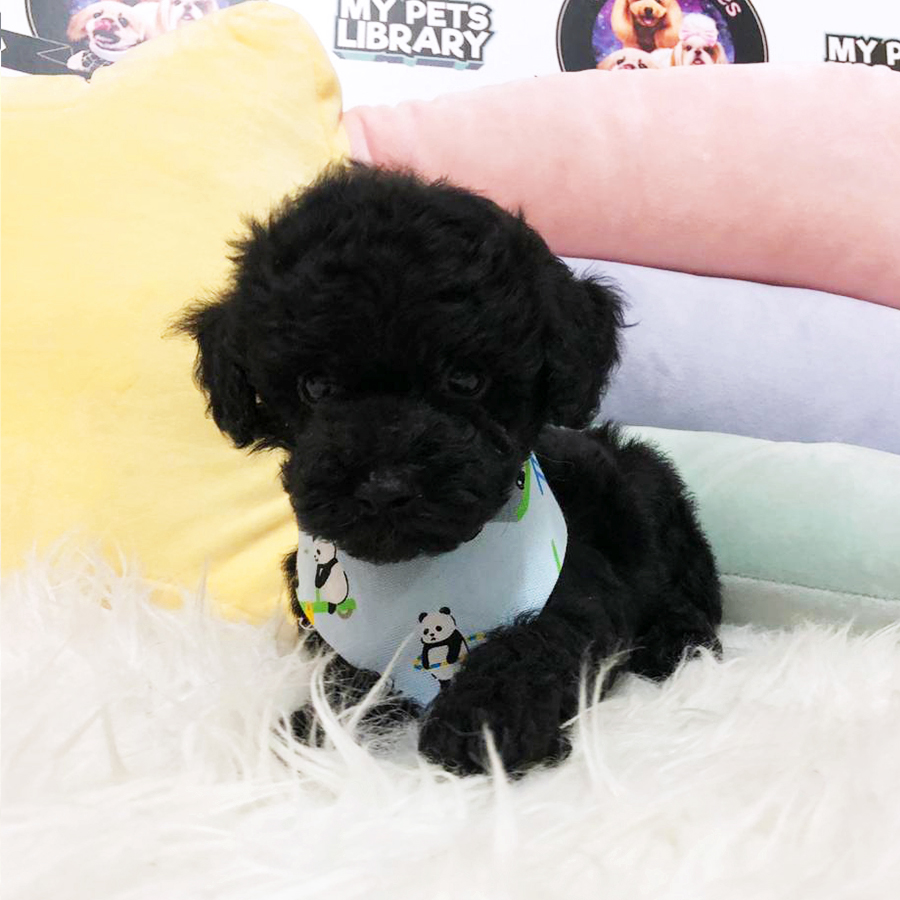 Black Tiny Poodle Puppy (Male) For Sale