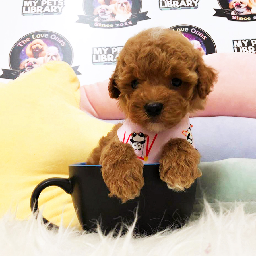 Red Brown Tiny Teacup Poodle Puppy (Female) For Sale