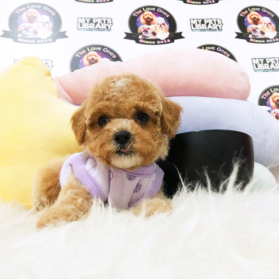Brown Tiny Teacup Poodle Puppy (Female) For Sale