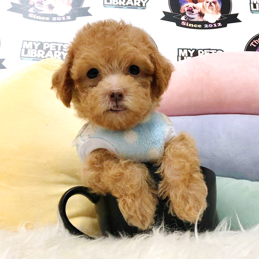 Tiny Teacup Poodle Puppy (Male) For Sale