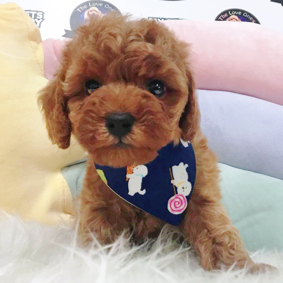 Red Tiny Toy Poodle Puppy (Male) For Sale