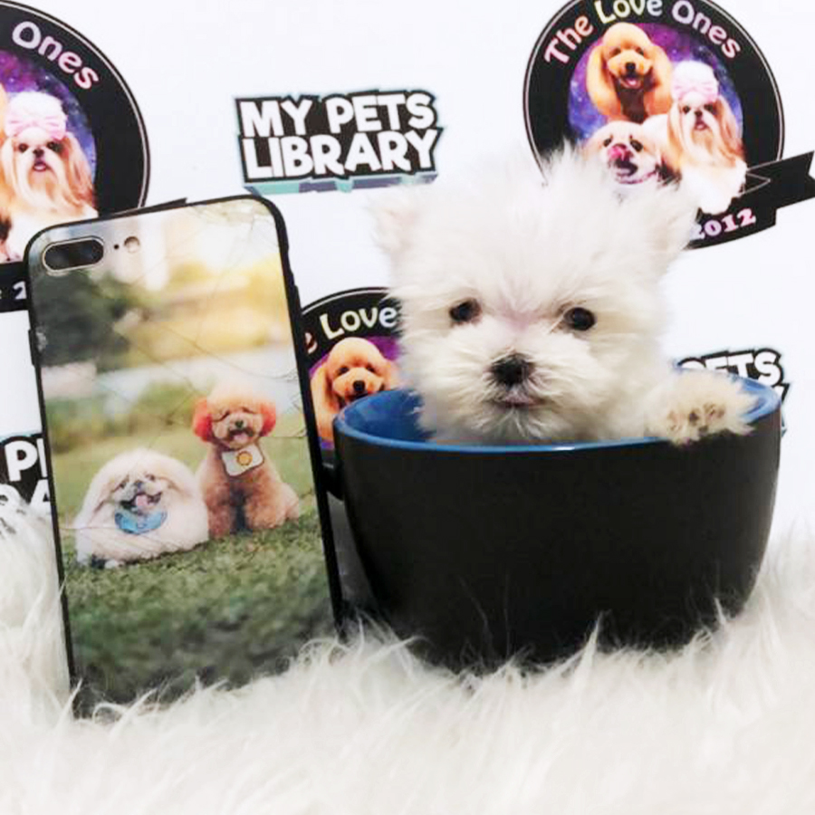 White Teacup Maltese Puppy (Female) For Sale