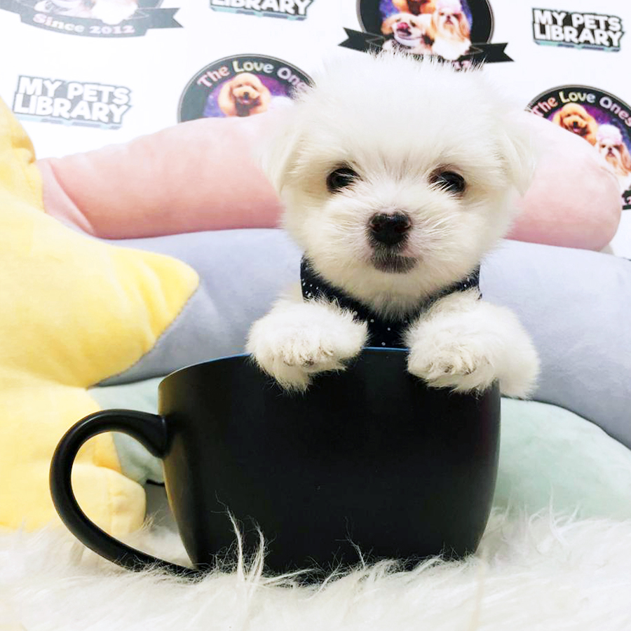White Tiny Teacup Maltese Puppy (Male) For Sale