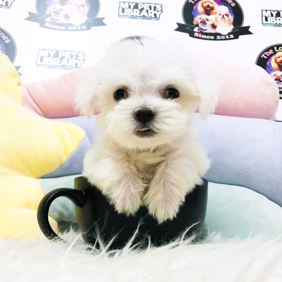 White Teacup Maltese Puppy (Female) For Sale