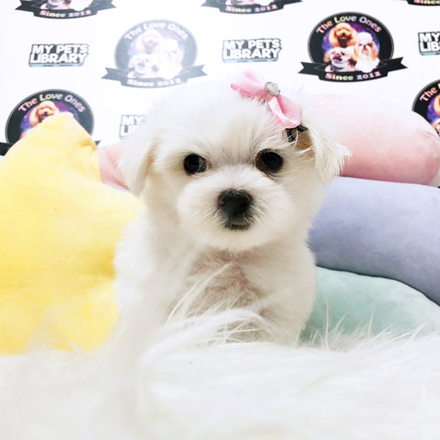 White Tiny Teacup Maltese Puppy (Male) For Sale