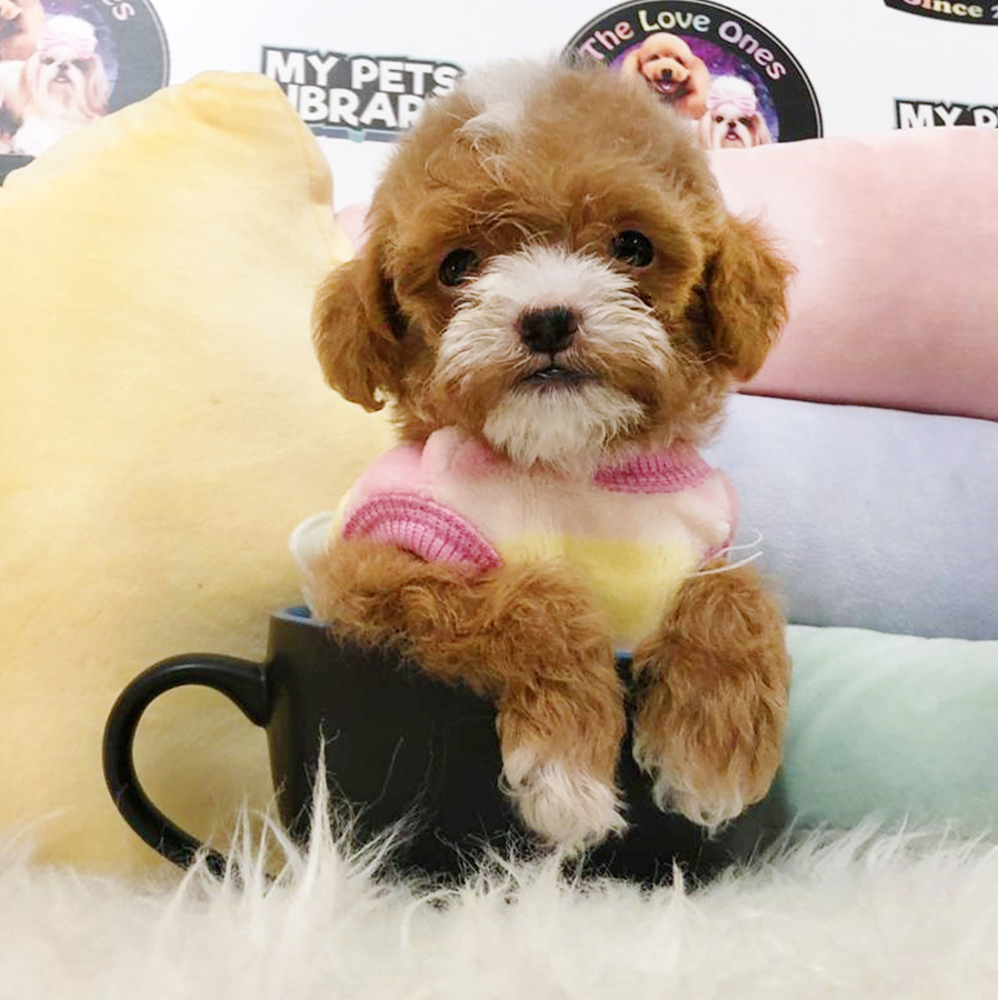 Tiny Teacup Poodle Puppy (Female) For Sale