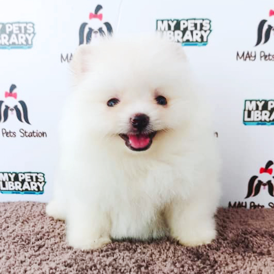 White Tiny Pomeranian Puppy (Female) For Sale