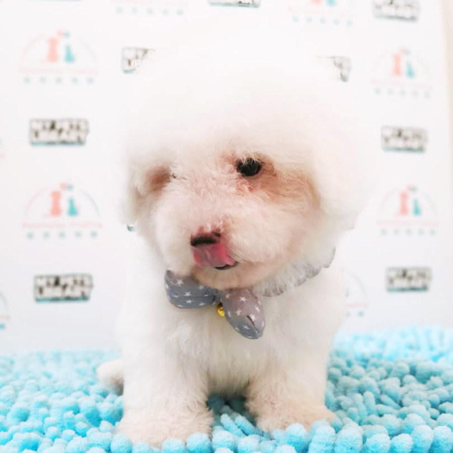 White Toy Poodle Puppy (Male) For Sale