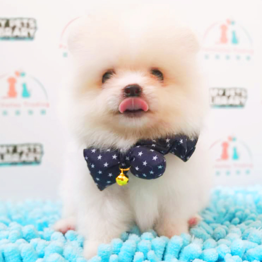 Cream White Tiny Pomeranian Puppy (Male) For Sale