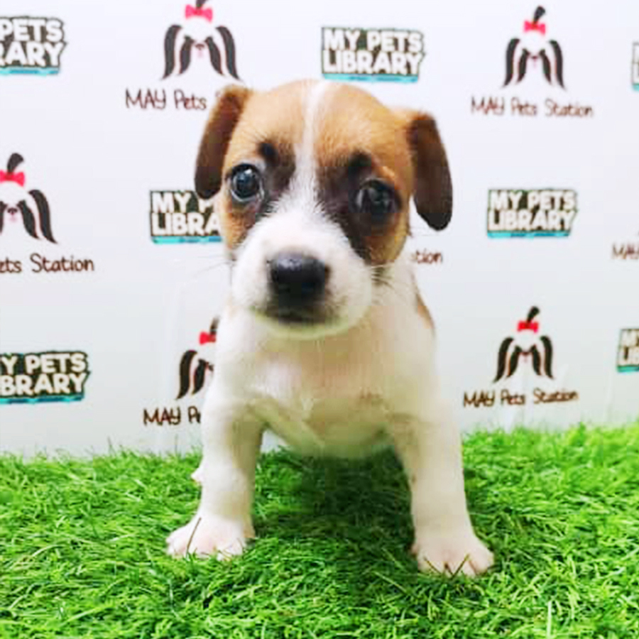 Jack Russell Puppy (Male) For Sale