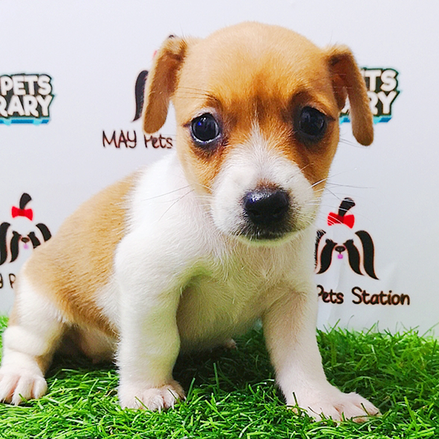 Jack Russell Puppy (Female) For Sale