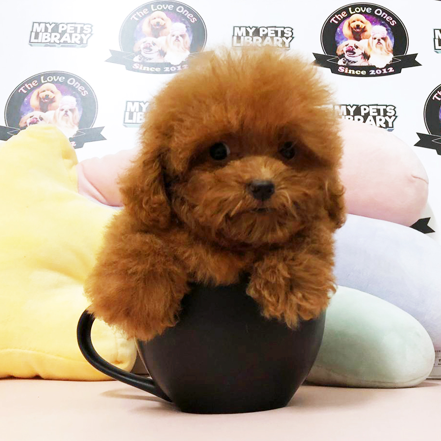 Short Leg Teacup Poodle Puppy (Female) For Sale