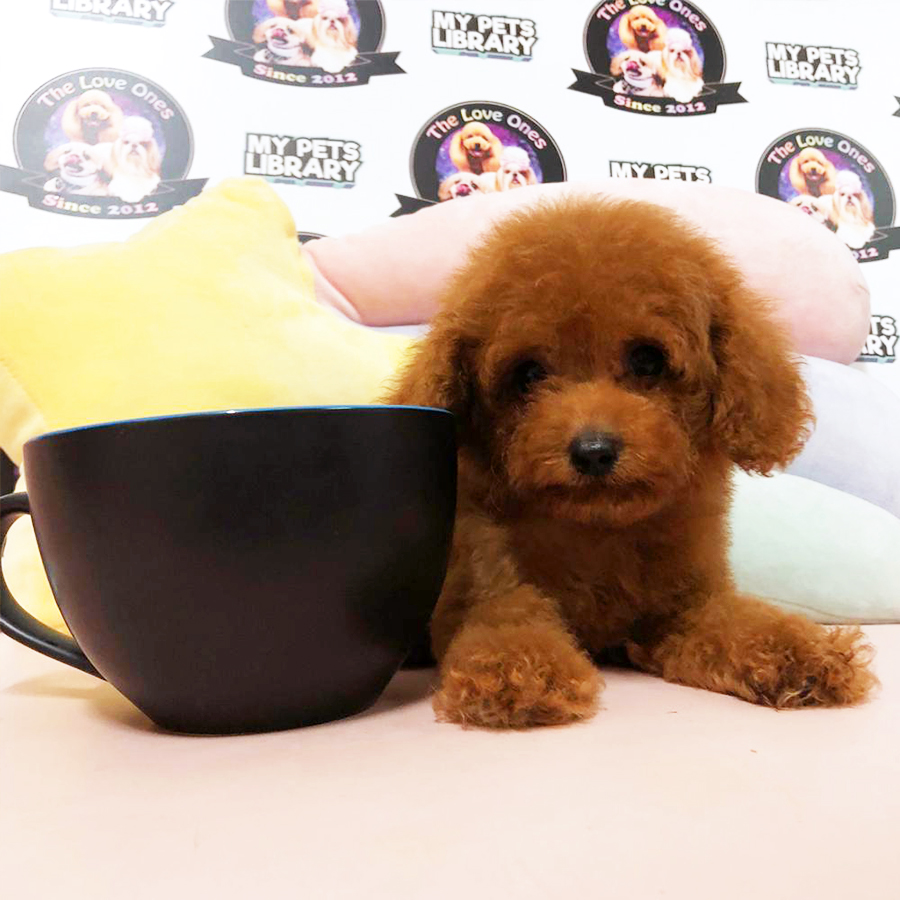 Super Red Tiny Teacup Poodle Puppy (Male) For Sale