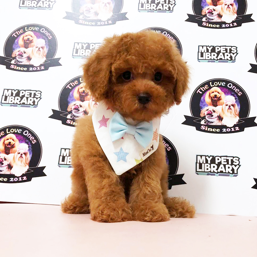 Red Tiny Toy Poodle Puppy (Male) For Sale
