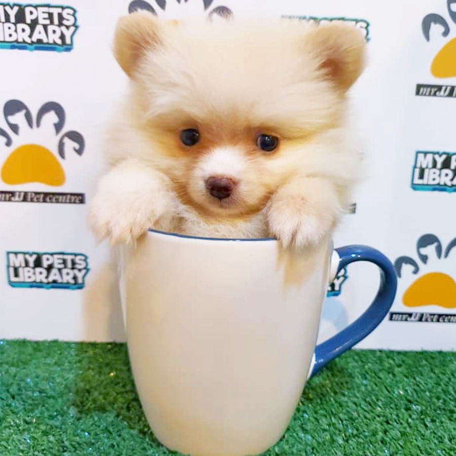 Cream White Teacup Pomeranian Puppy (Female) For Sale