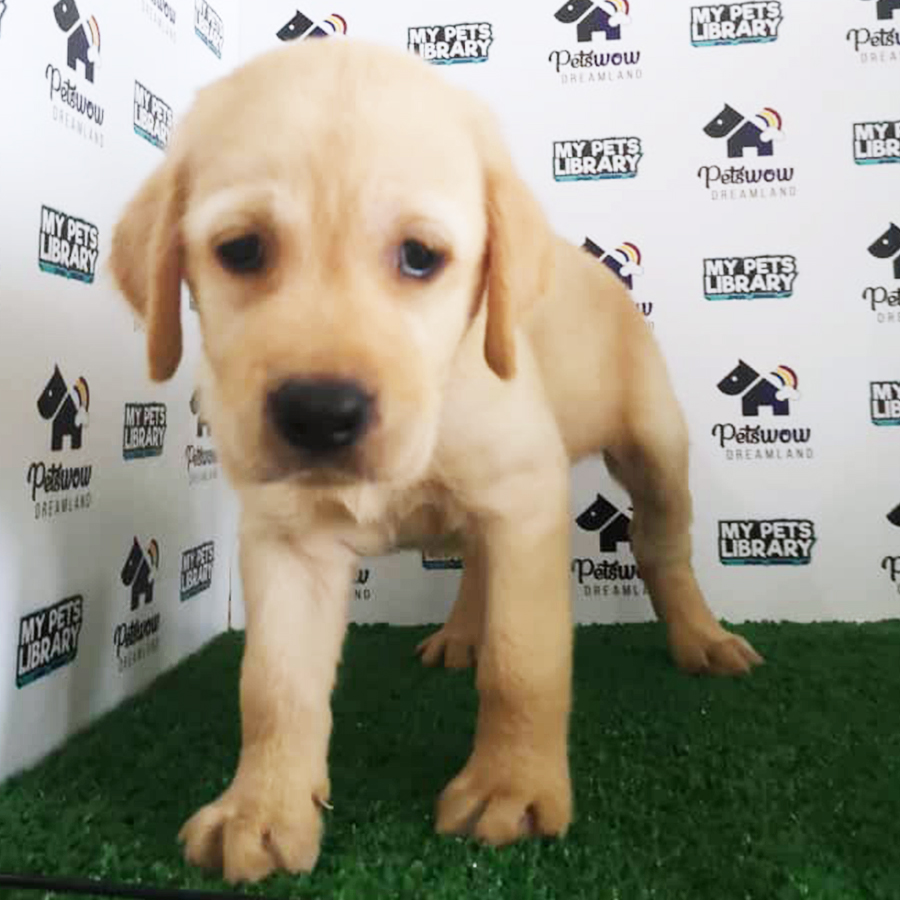 Labrador Puppy (Male) For Sale