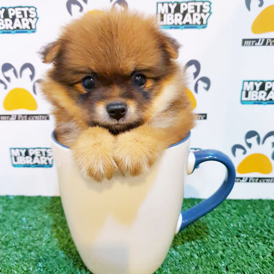 Sable Orange Teacup Pomeranian Puppy (Male) For Sale