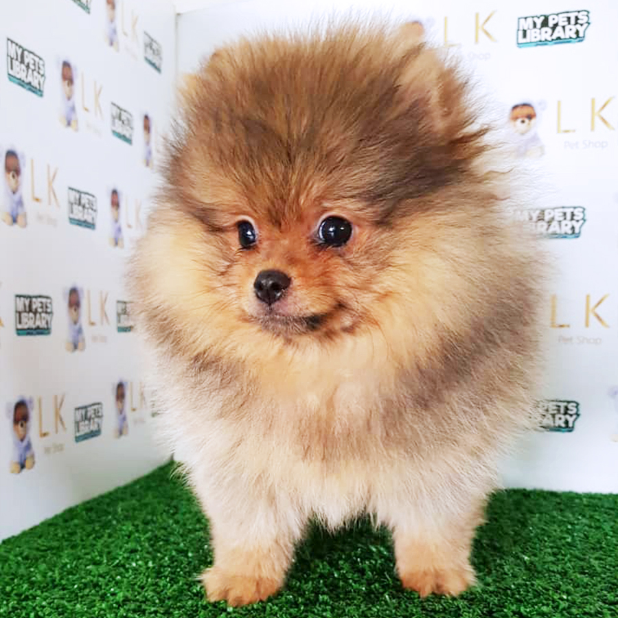 Sable Brown Pomeranian Puppy (Female) For Sale