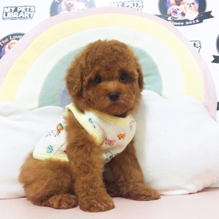 Red Tiny Poodle Puppy (Male) For Sale
