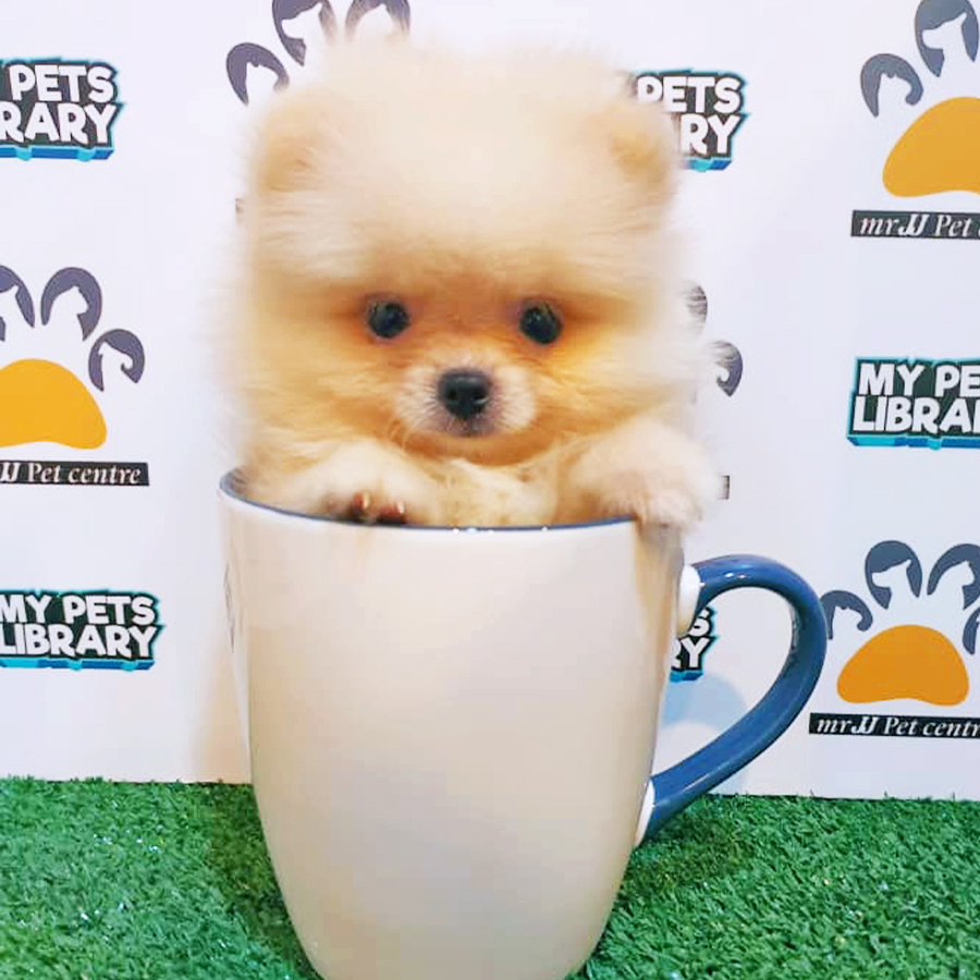 Cream Teacup Pomeranian Puppy (Female) For Sale