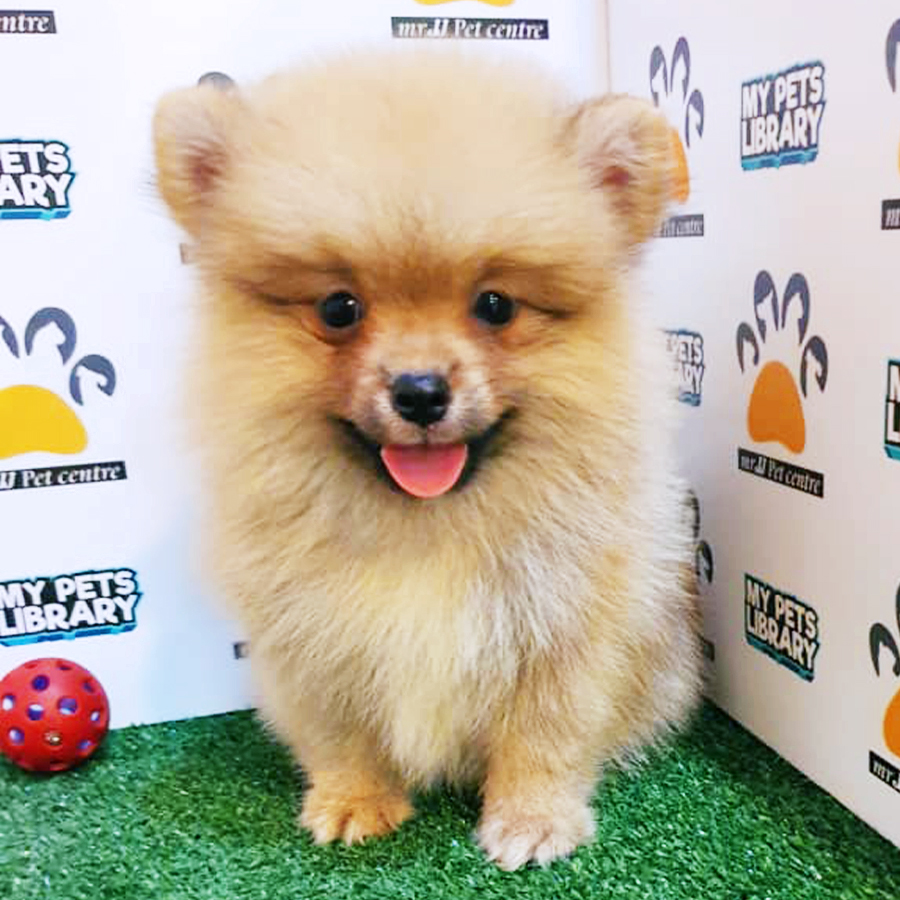 Sable Brown Pomeranian Puppy (Male) For Sale