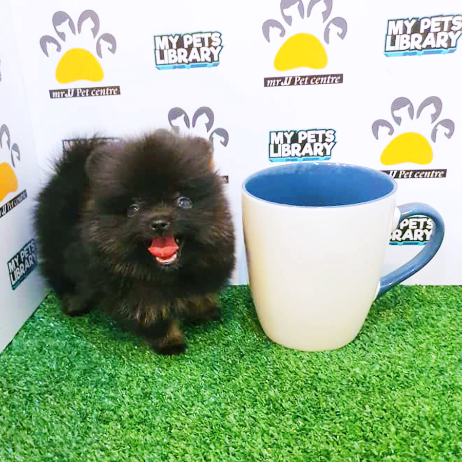 Black & Tan Teacup Pomeranian Puppy (Male) For Sale