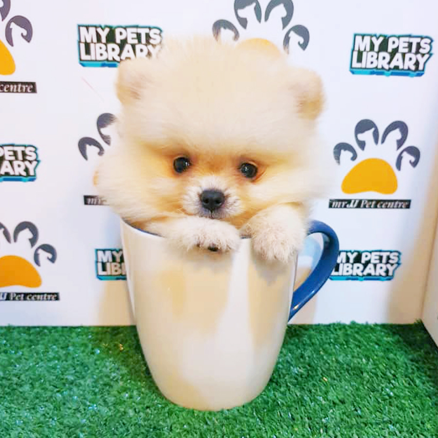Cream Teacup Pomeranian Puppy (Female) For Sale