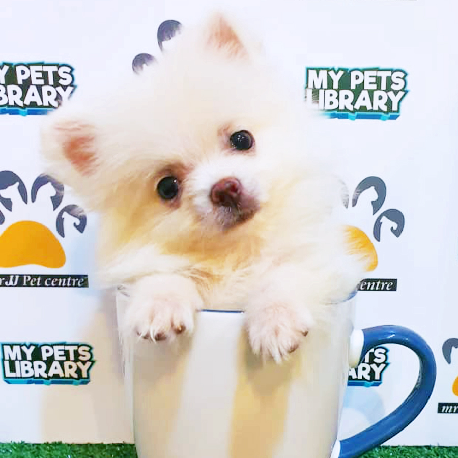 White Teacup Pomeranian Puppy (Female) For Sale