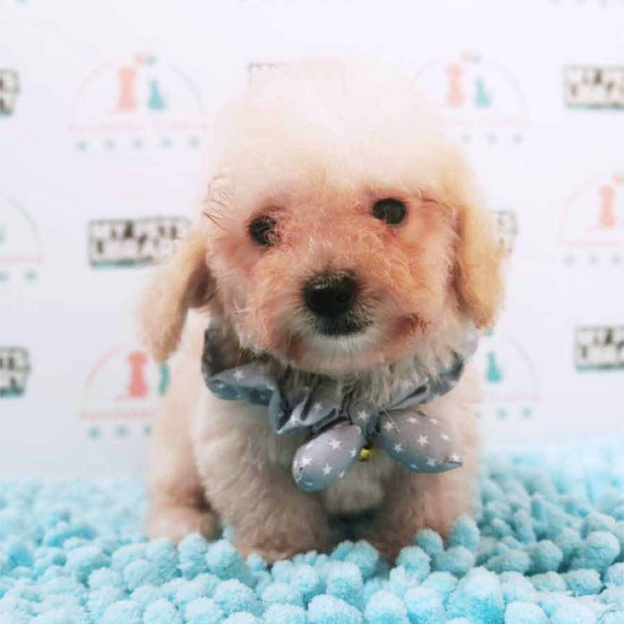 Apricot Colour Tiny Poodle Puppy (Male) For Sale