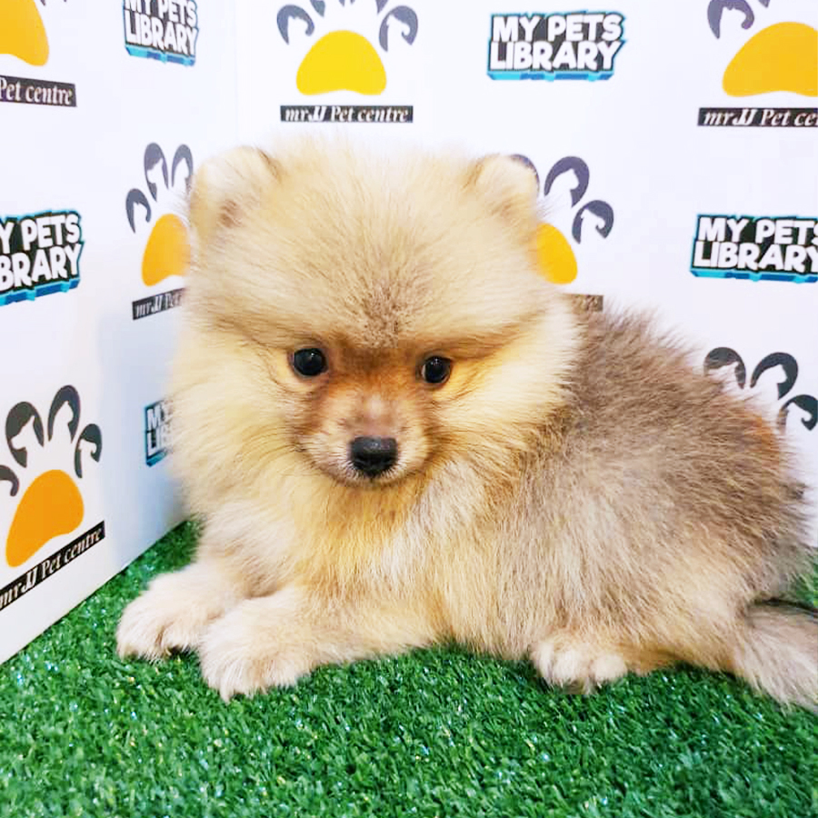 Sable Pomeranian Puppy (Male) For Sale