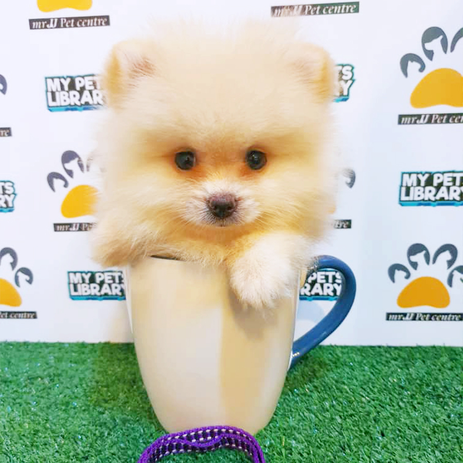Cream Teacup Pomeranian Puppy (Female) For Sale